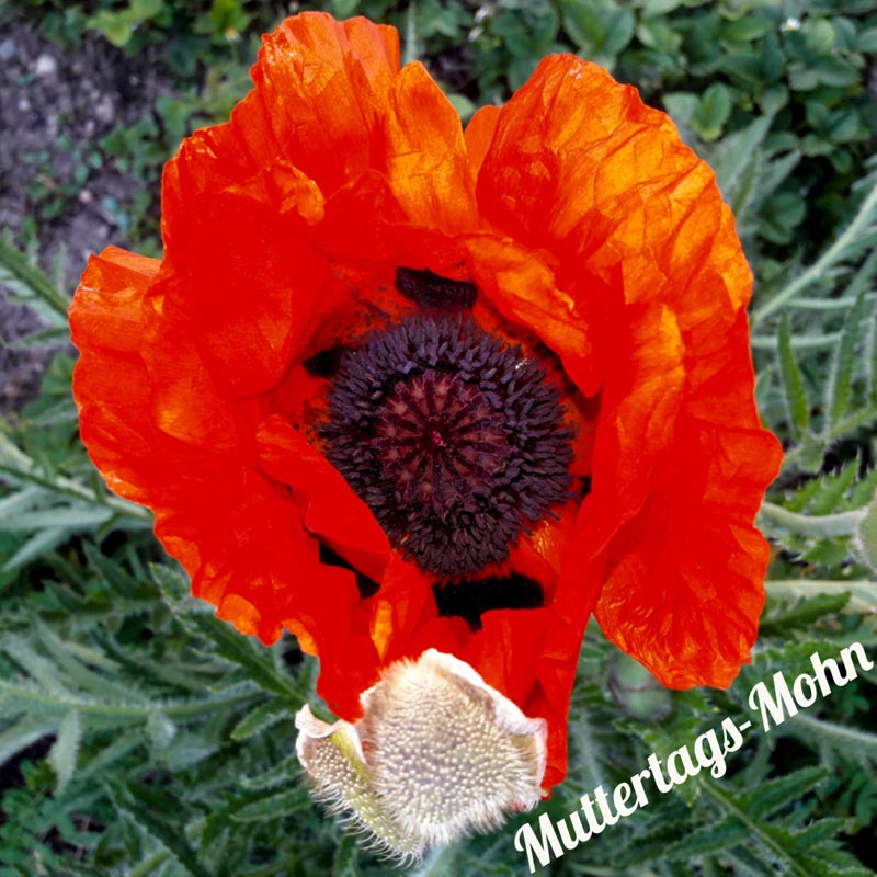 kl Muttertags Mohn