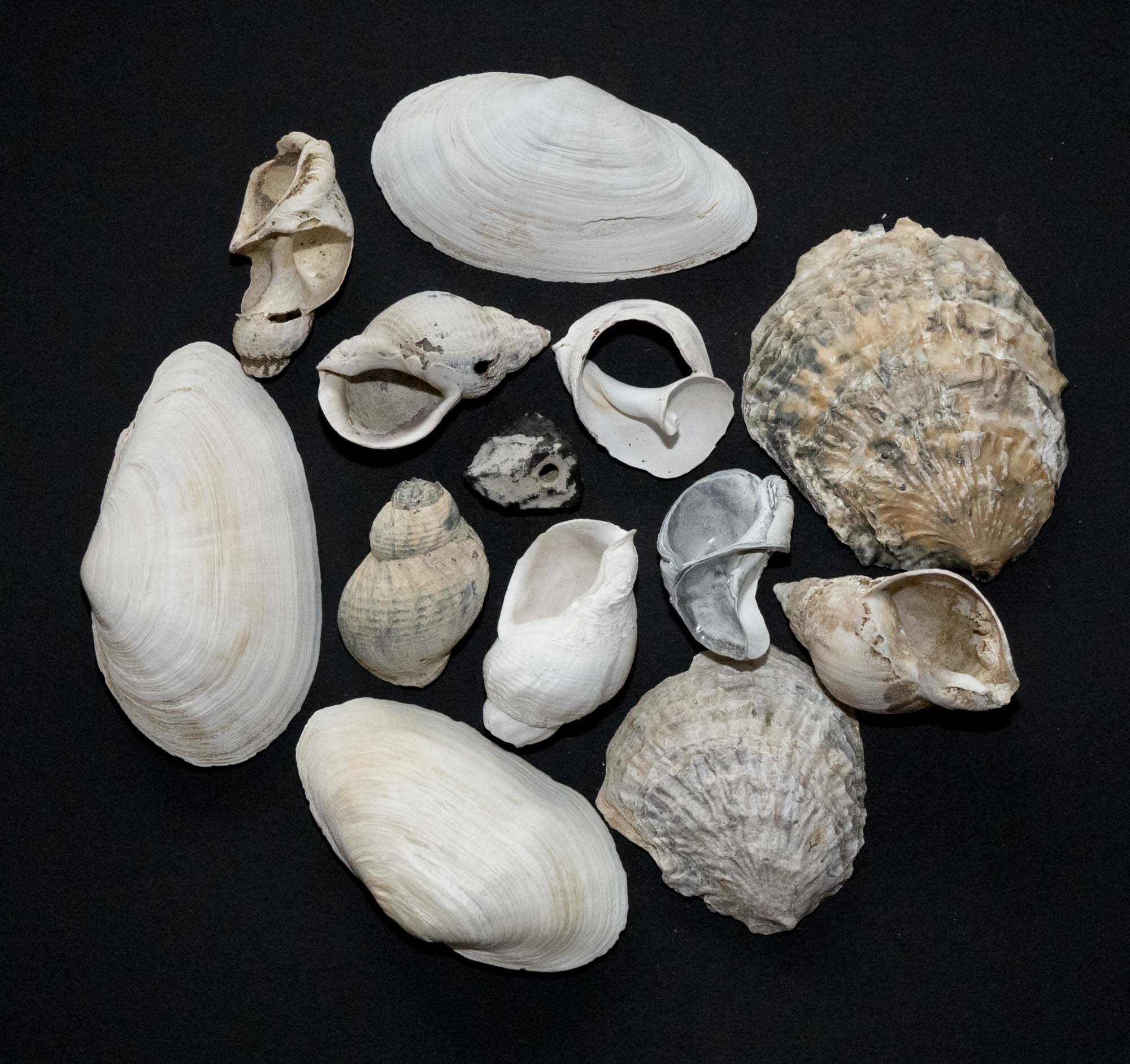 Muschel Schmuck Hühnergott 3 von 3